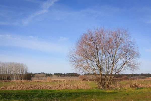 Modrá obloha nad zelenou obyčejné pole a Les na Portugalsko — Stock fotografie