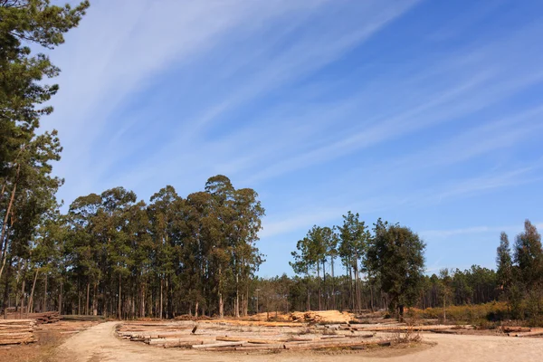 Ağaç gövdeleri yığını zemin ile düz alan üzerinde mavi gökyüzü — Stok fotoğraf