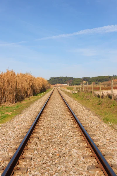Landskap på en jernbane mot skog og blå himmel – stockfoto