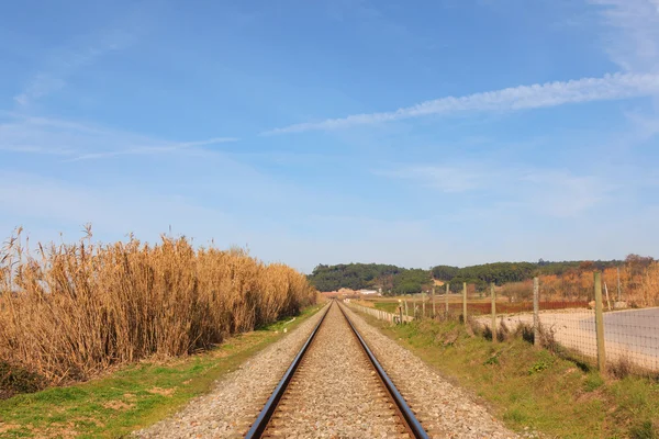 ภูมิทัศน์ของรถไฟโปรตุเกสกับป่าและท้องฟ้าสีฟ้า — ภาพถ่ายสต็อก