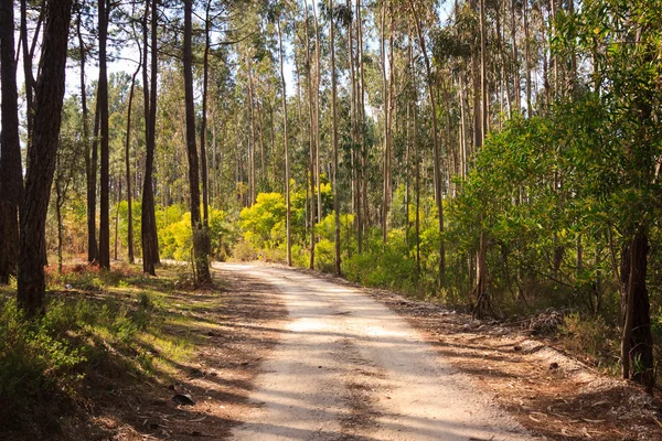 Strada sterrata attraverso boschi sotto la luce del sole, in Portogallo — Foto Stock