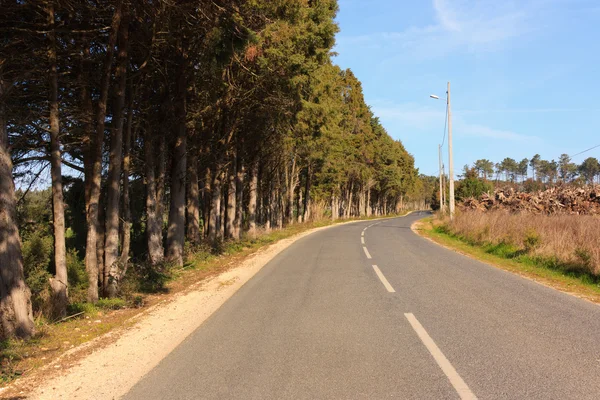Estrada vazia contra árvores e céu azul — Fotografia de Stock