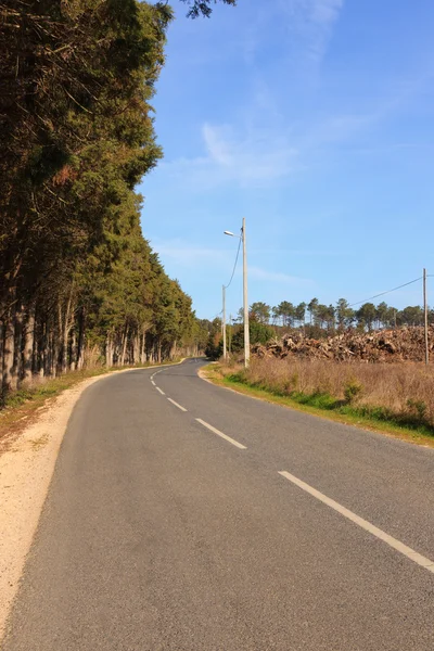 Prázdné silnici proti stromy a modrá obloha — Stock fotografie
