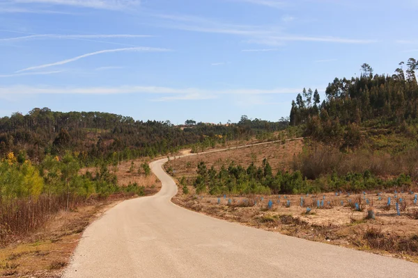 Asfaltová cesta k vrcholu kopce, obklopena lesy — Stock fotografie