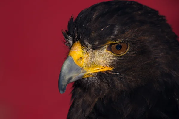 stock image Eagle head