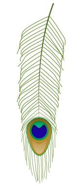 Vector illustration of peacock feather clipart