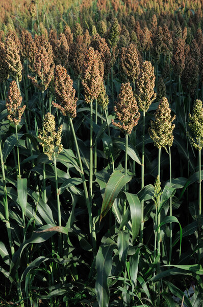 Пфланцен, Хирсе
