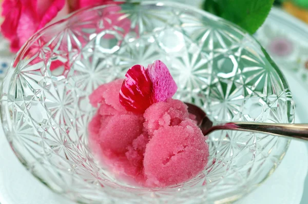 stock image Red Rose Sorbet