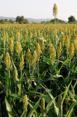 Millet Sorghum clipart