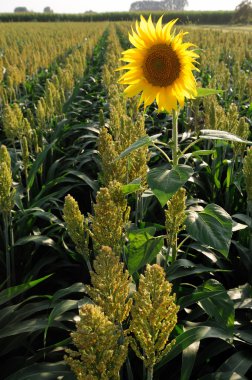 Millet and sunflower clipart