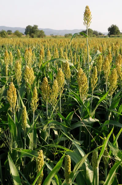 Sorgo de painço — Fotografia de Stock