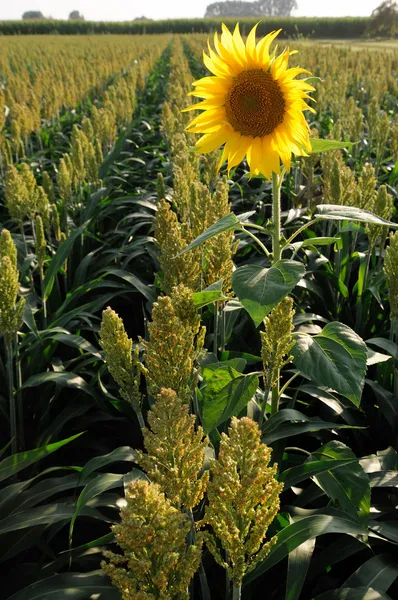 stock image Millet and sunflower