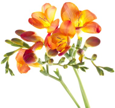 Freesia clipart