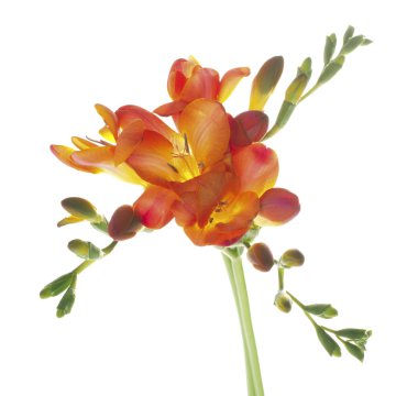 Freesia clipart