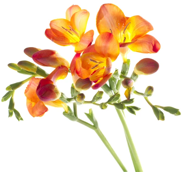 stock image Freesia