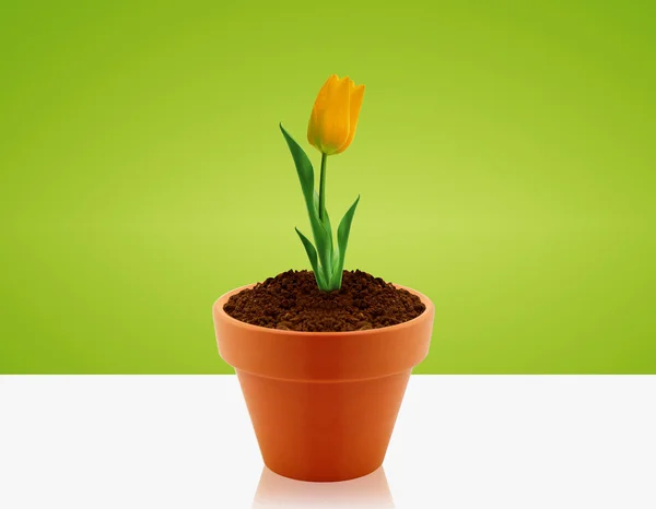 Tulipa amarela — Fotografia de Stock