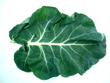 Leaf of a broccoli clipart