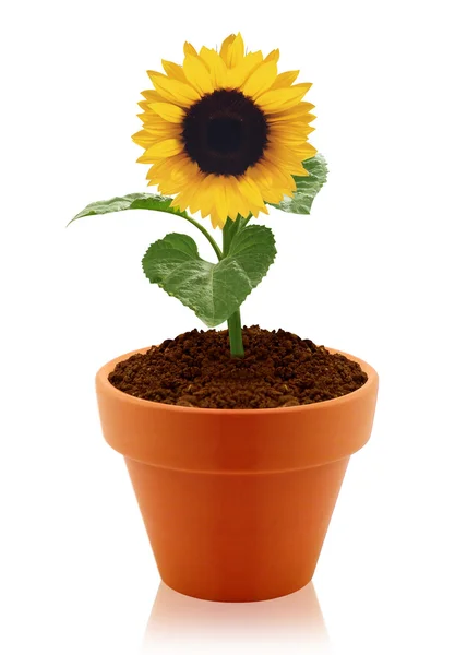 Sunflower in clay pot — Stock Photo, Image