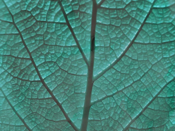 Лист рослини — стокове фото