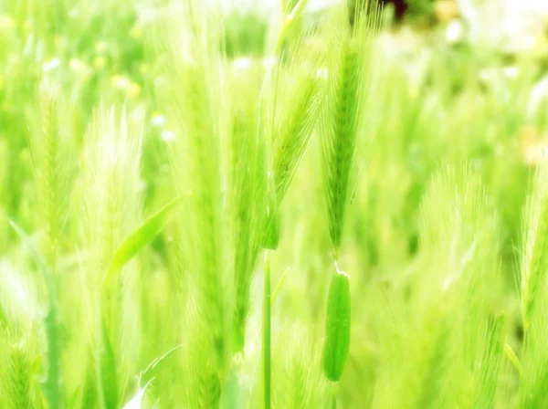 Örat grön vete — Stockfoto