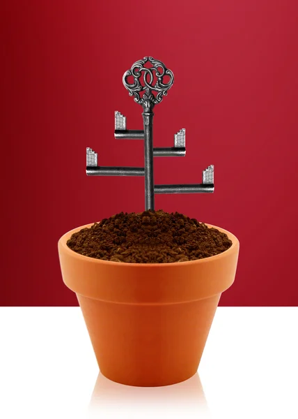 Tree key — Stock Photo, Image