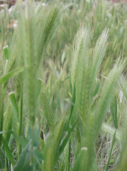Ear of green wheat — Stock Photo, Image