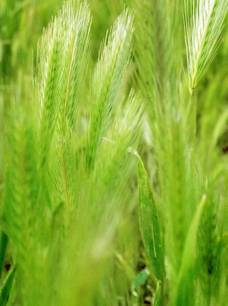 Orelha de trigo verde — Fotografia de Stock