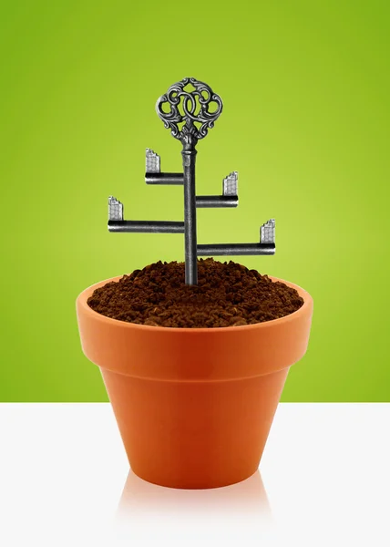 Tree key — Stock Photo, Image