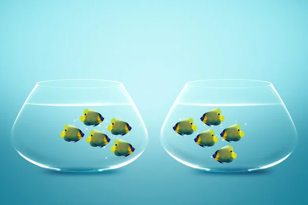 Fishbowls のエンゼルフィッシュの 2 つのグループ — ストック写真