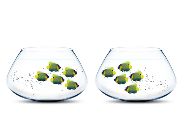 Two groups of angelfish in fishbowls — Stock Photo, Image