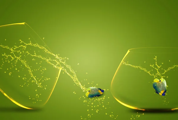 金魚鉢の外に飛び出すエンゼルフィッシュ — ストック写真