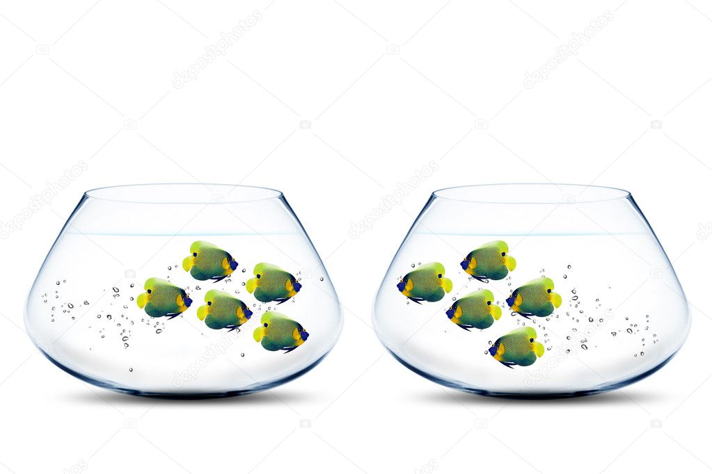 Two groups of angelfish in fishbowls