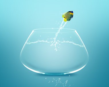 atlama ve akrobatik gösterisi yapıyor angelfish