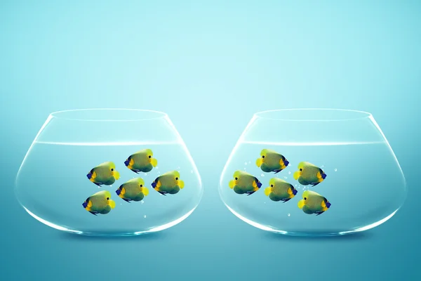 Δύο ομάδα angelfish εχθρούς σε δύο fishbowls — Φωτογραφία Αρχείου