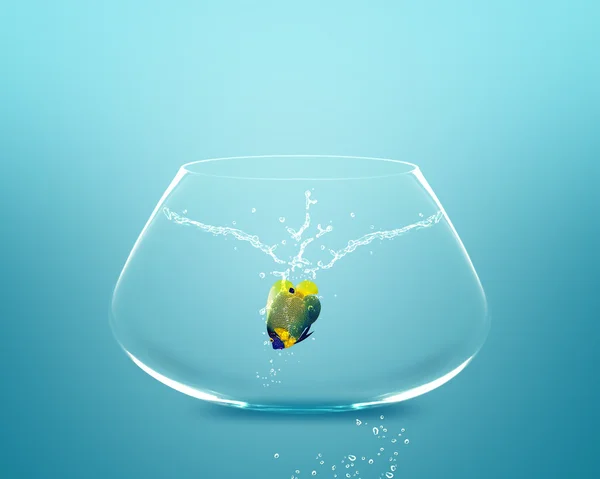 Английская рыба прыгает в Большую чашу — стоковое фото