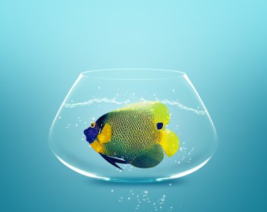 Angelfish in small bowl clipart