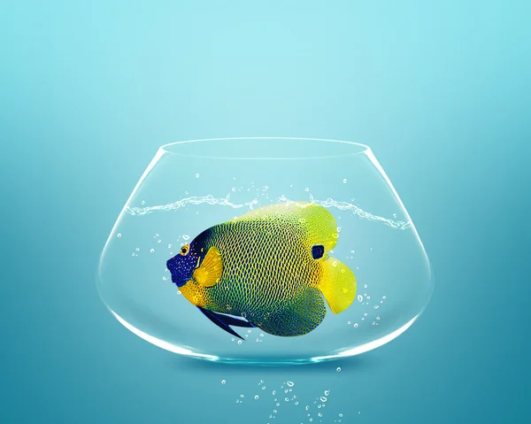 stock image Angelfish in small bowl
