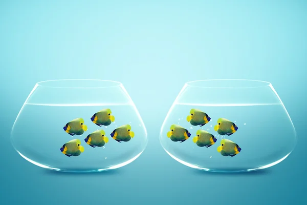 Två grupp av fiender angelfish i två fishbowls — Stockfoto