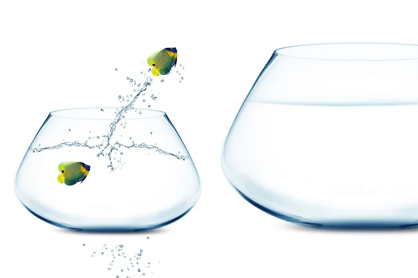 Anglefish in small fishbowl watching goldfish jump into large fi — Stock Photo, Image