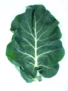 Leaf of a broccoli clipart