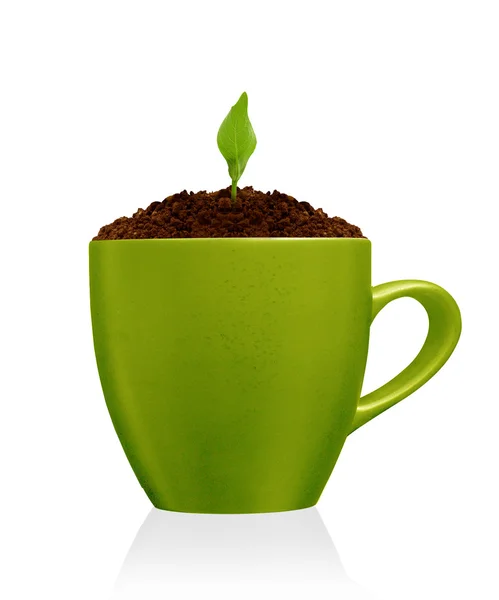 Planta joven creciendo en taza verde — Foto de Stock