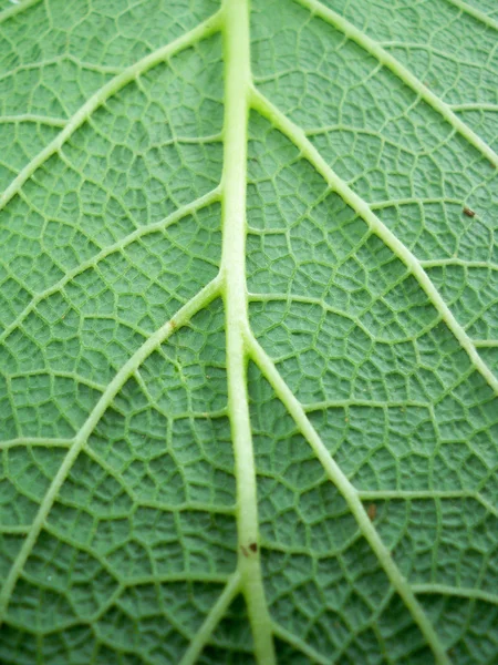 Лист рослини крупним планом — стокове фото