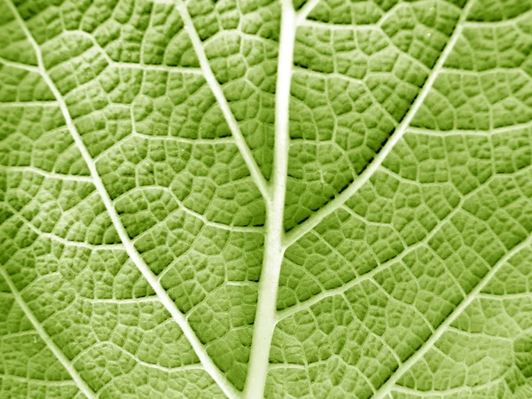 Bir bitkinin yaprak yakın çekim — Stok fotoğraf