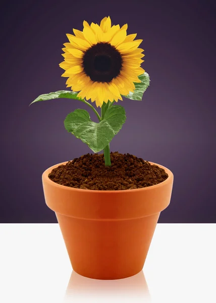 Sunflower in garden pot — Stock Photo, Image
