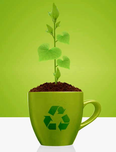 Young plant growing in green mug — Stock Photo, Image