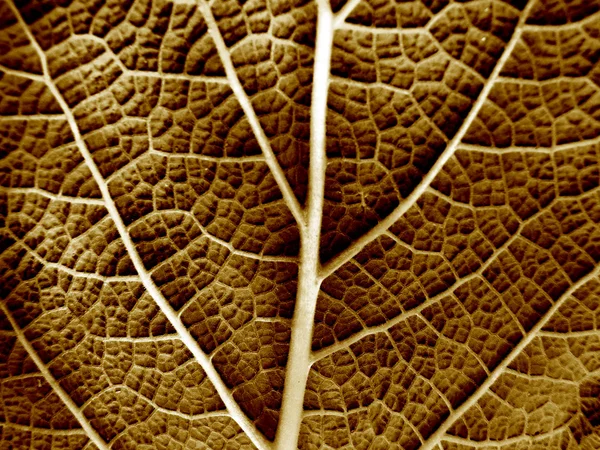 Сухой лист растения вблизи — стоковое фото