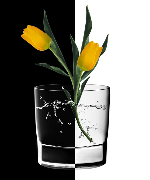 Amarelo tulipas e vidro de água — Fotografia de Stock