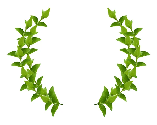 Věnec ze zelených listů — Stock fotografie