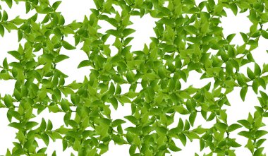 Green leaves clipart