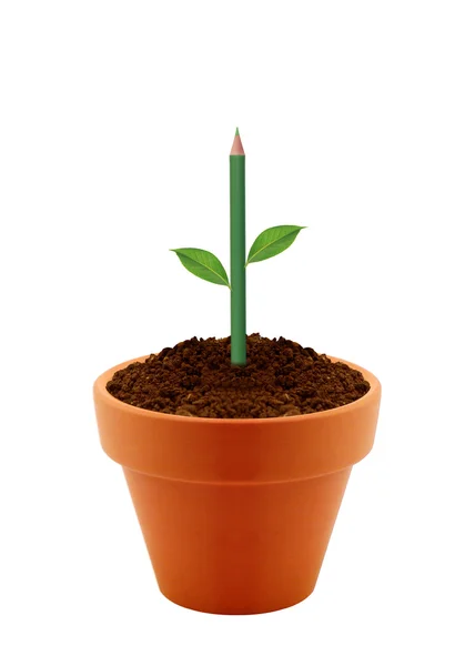 Young plant in clay pot — Stock Photo, Image